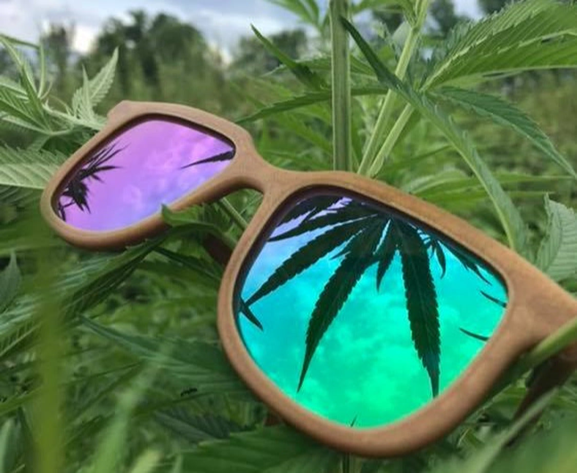 Iris hemp sunglasses resting in a hemp plant, purple and green mirrored lenses reflecting the leaves
